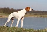 POINTER ANGLAIS (English Pointer)